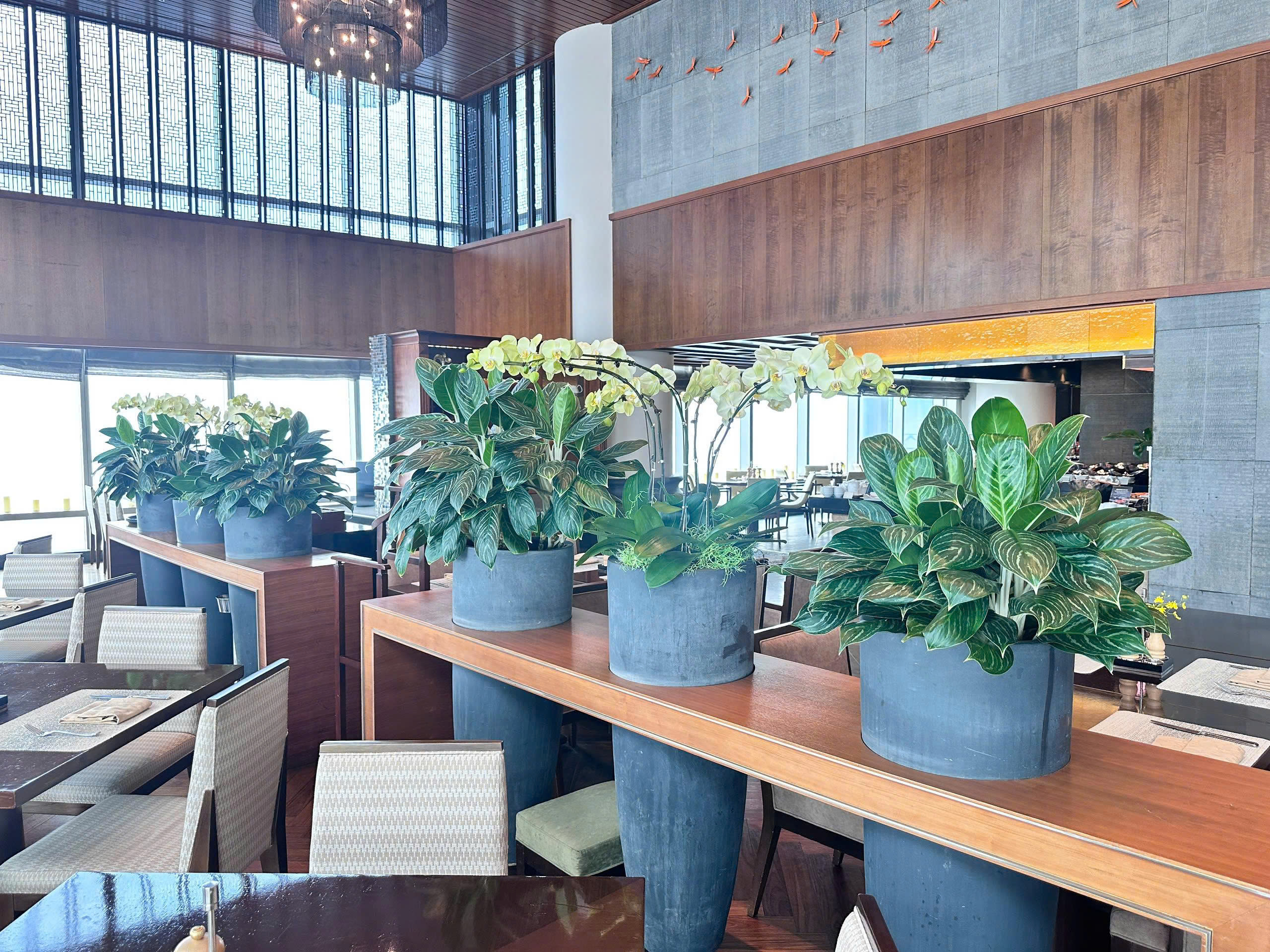 So sánh chi phí cây để bàn và cây đặt sàn _Vinatrees