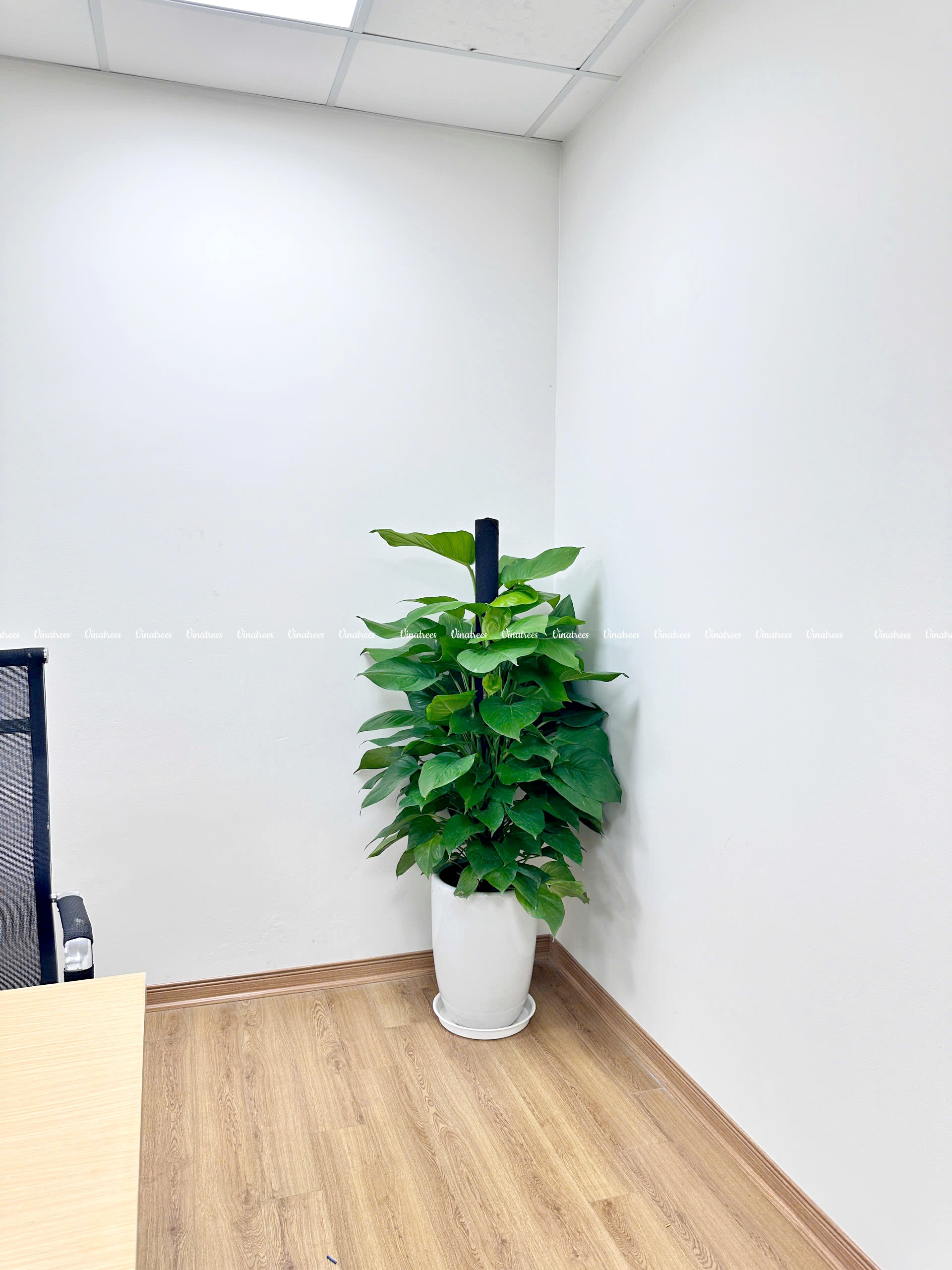 công ty cho thuê cây cảnh tại Hà Nội _Vinatrees