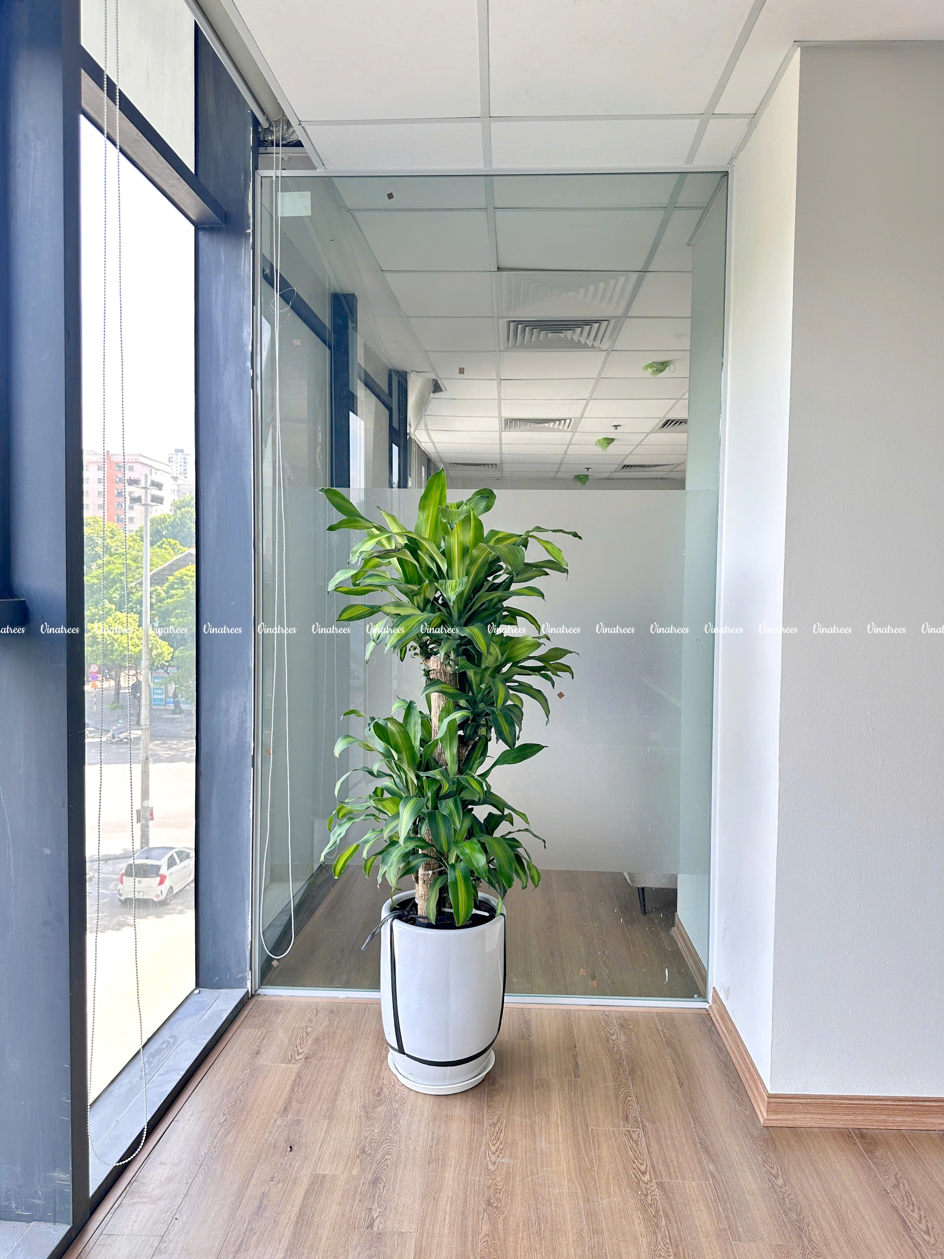 thuê cây cảnh tại Hà Nội _Vinatrees