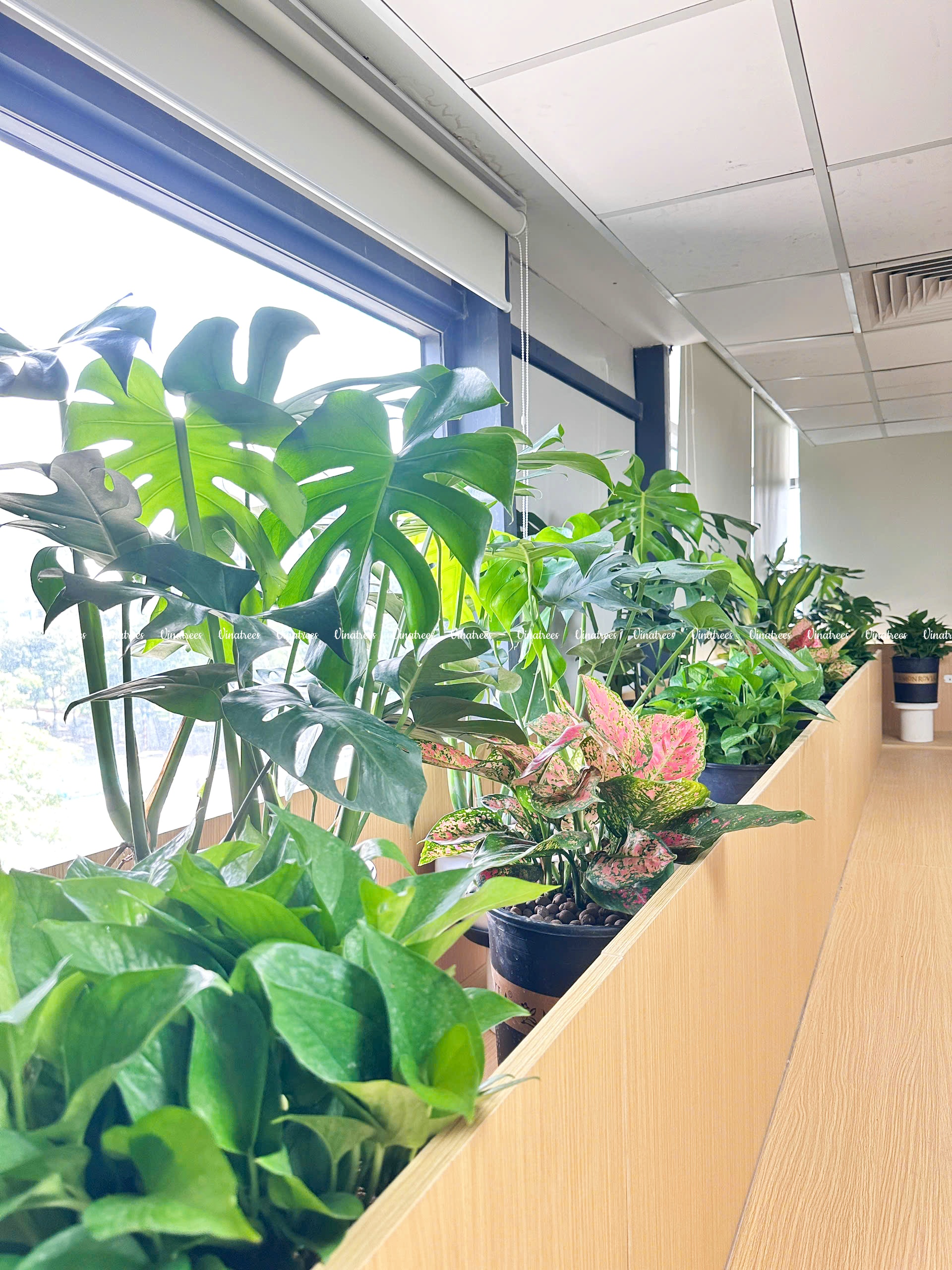Vinatrees đơn vị cho thuê cây cảnh văn phòng tại Hà Nội