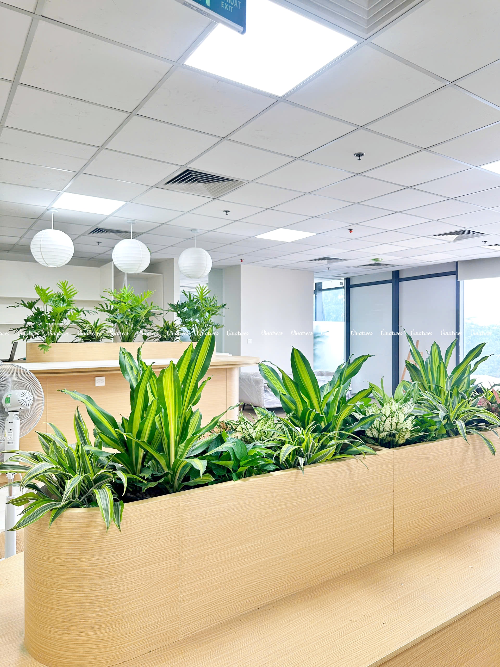 Vinatrees thi công cây xanh văn phòng tại công ty DaTa Impact