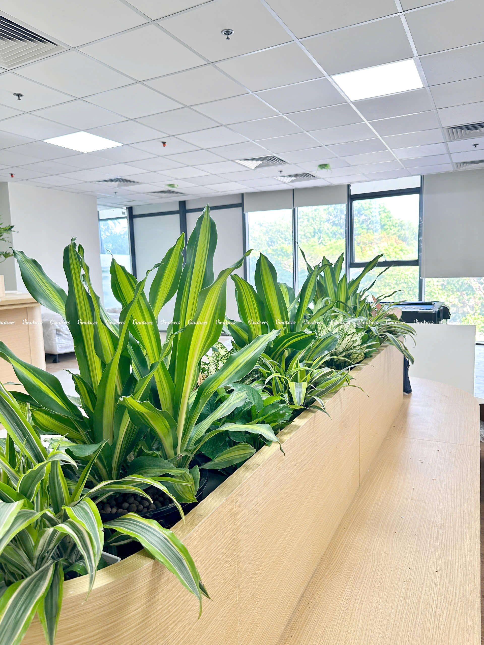 Cho thuê cây cảnh Hà Nội _Vinatrees
