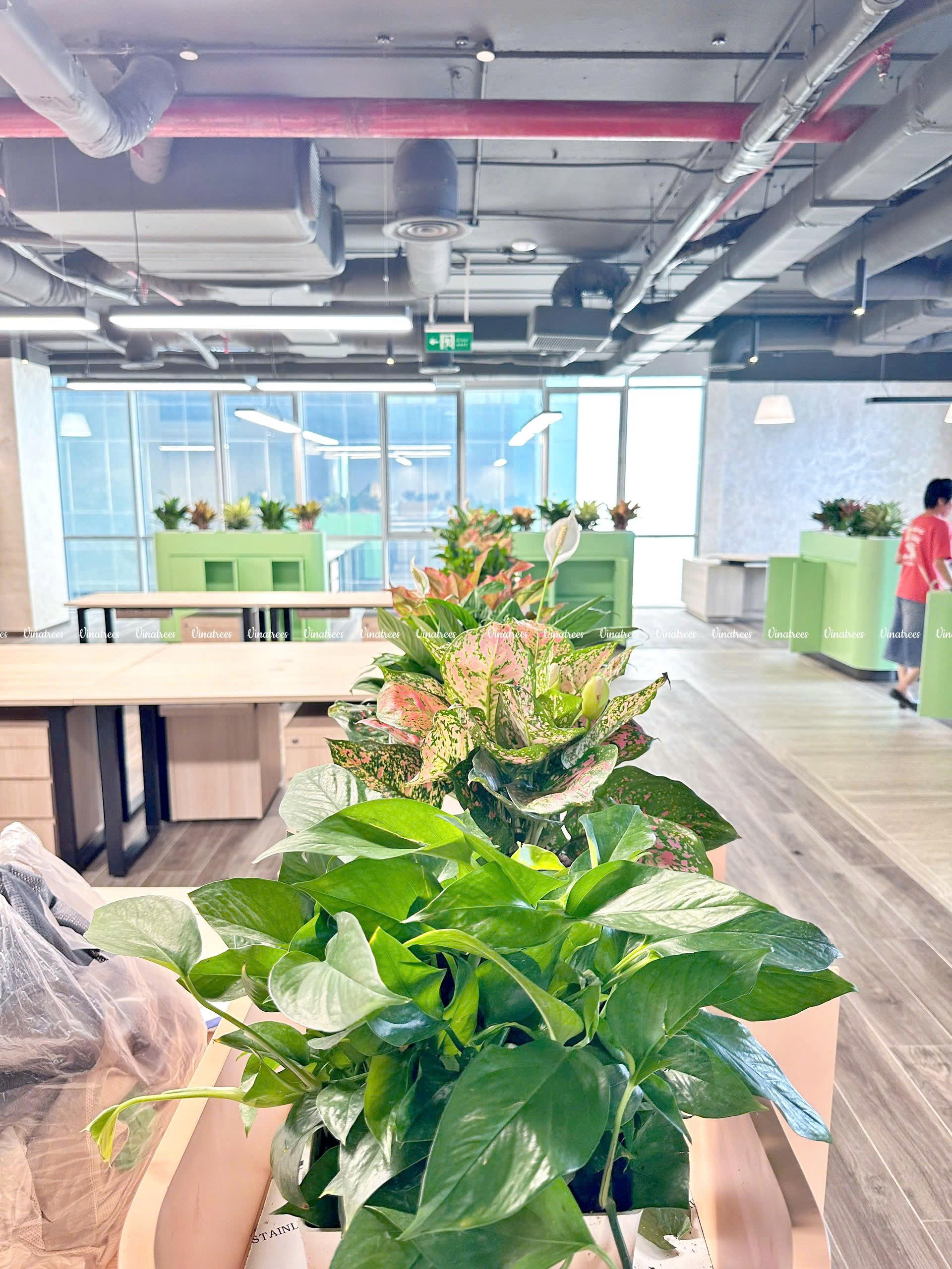 Dịch vụ thuê cây xanh tại Hà Nội _Vinatrees