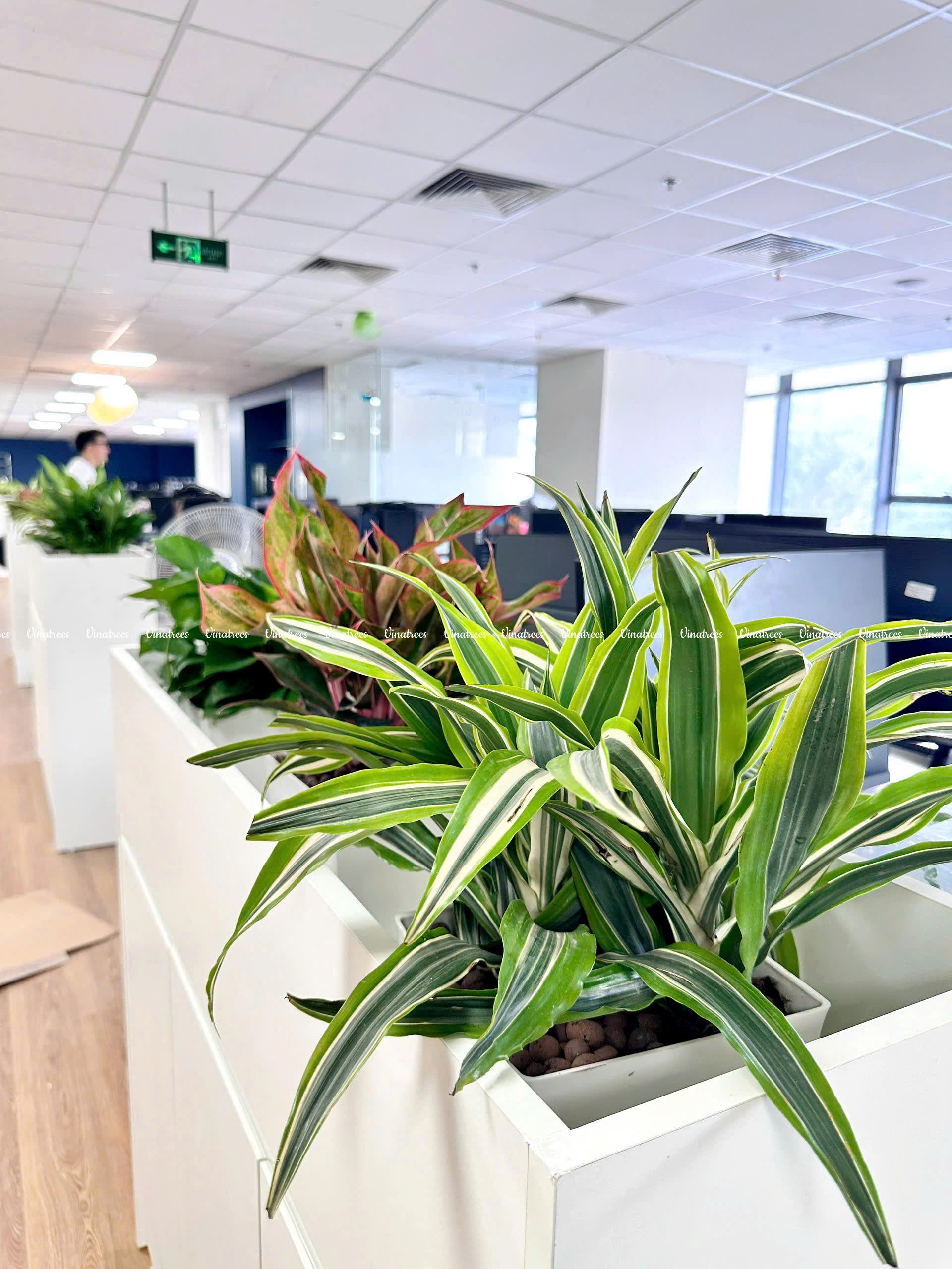 cây cảnh trong văn phòng _Vinatrees