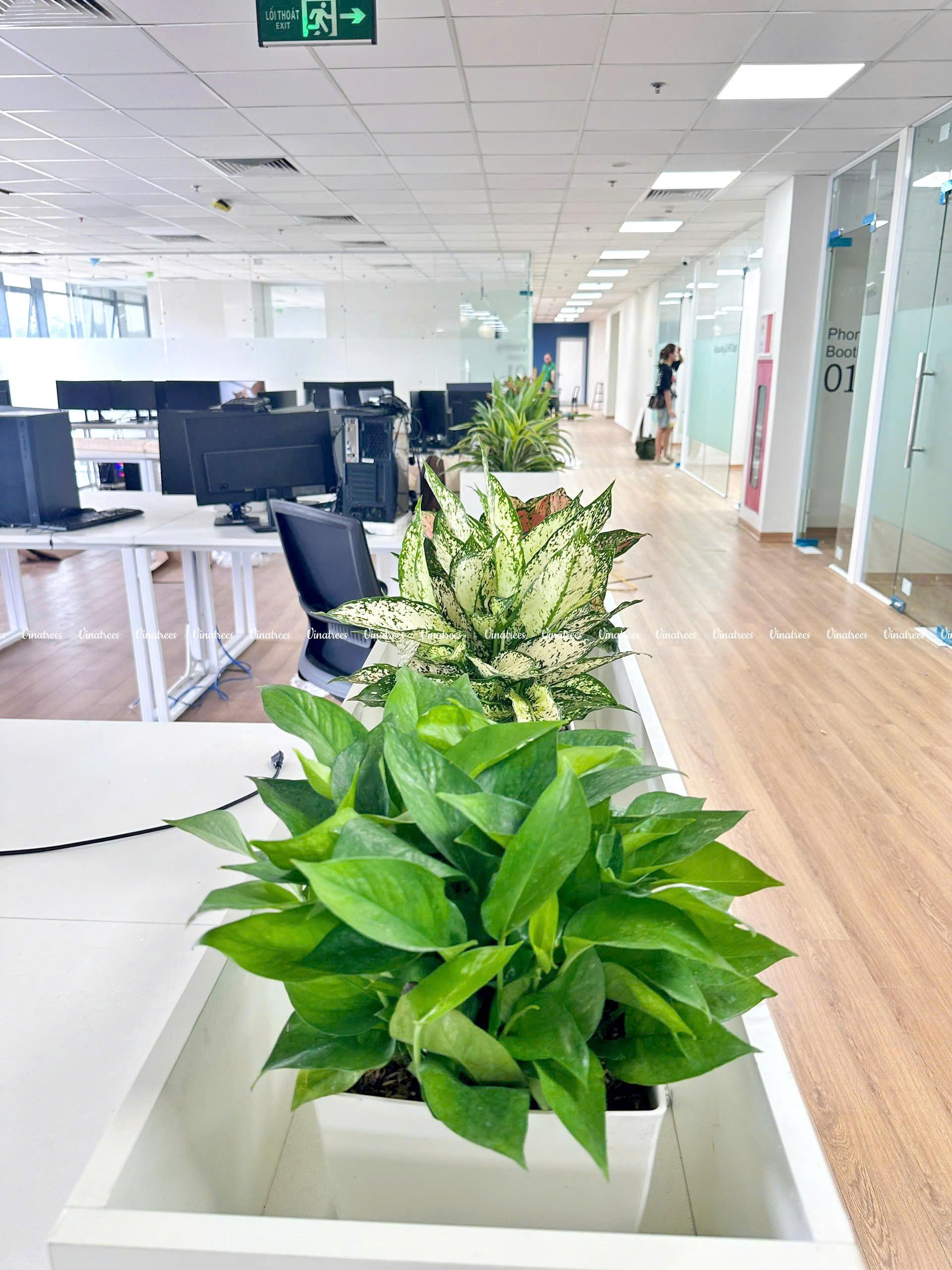 cây xanh văn phòng hà nội _Vinatrees