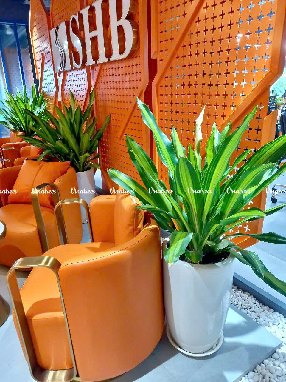 Cây thiết mộc lan ngọn _ Vinatrees triển trai dịch vụ cho thuê cây xanh văn phòng tại Hà Nội