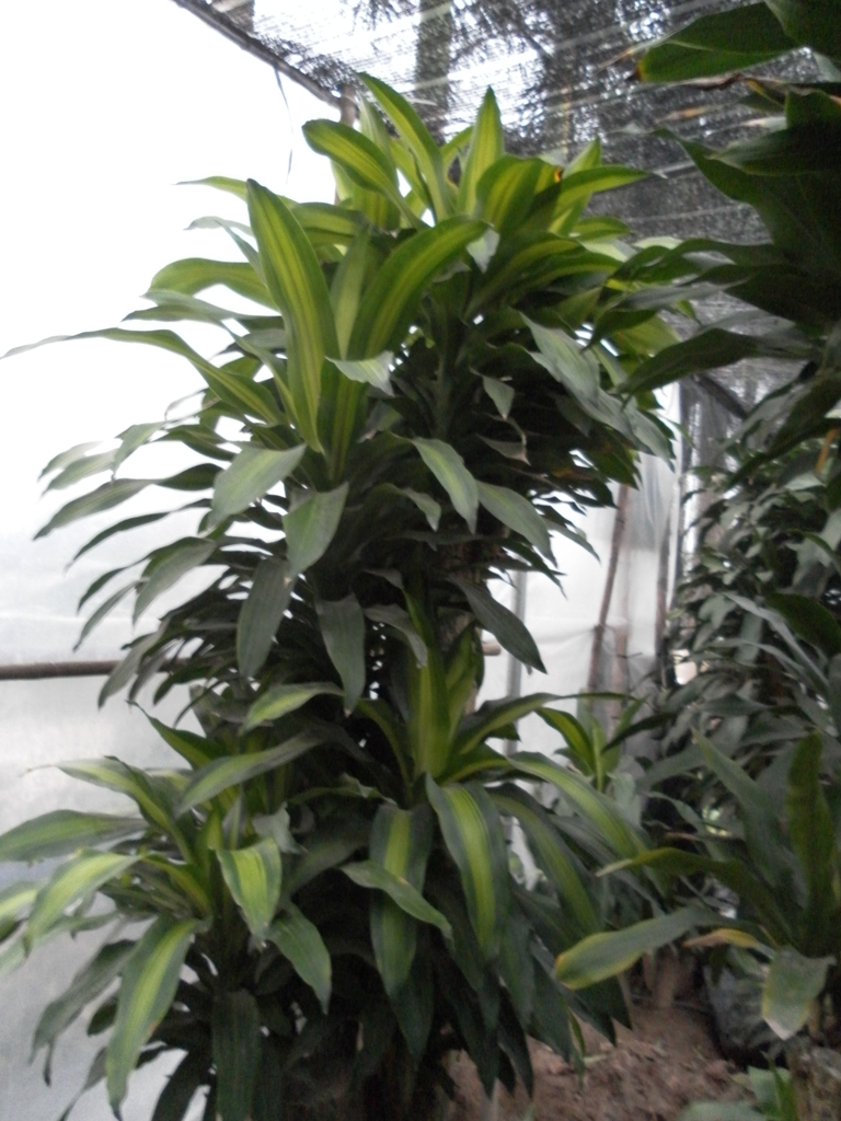 Những loài cây có thể hấp thụ khí độc trong văn phòng
