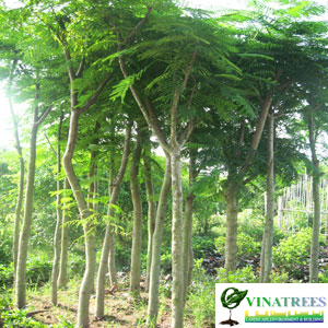 Khu vực ươm trồng cây phượng