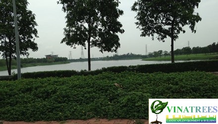 Công viên cây xanh lớn nhất Hà Nội vắng người