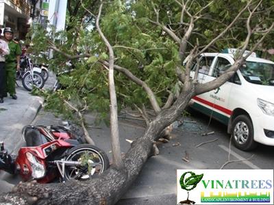 Thí điểm mua bảo hiểm tai nạn do sự cố cây xanh