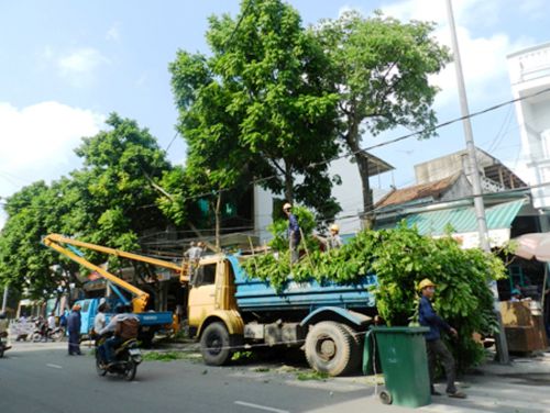 Dịch vụ cắt tỉa cây xanh, chặt cây xanh phòng chống mùa mưa bão Hà Nội