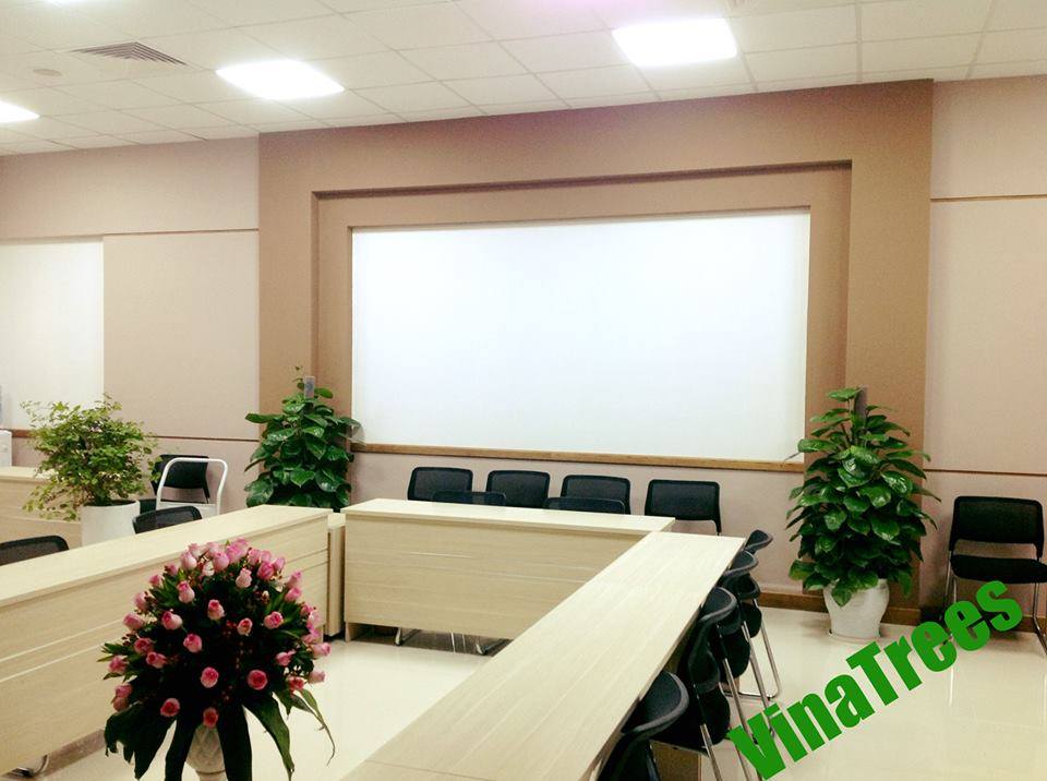 Cho thuê cây cảnh văn phòng tại Quận Thanh Xuân - VinaTrees