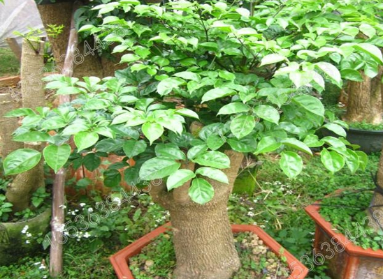 Vườn ươm cây Hạnh Phúc - VinaTrees
