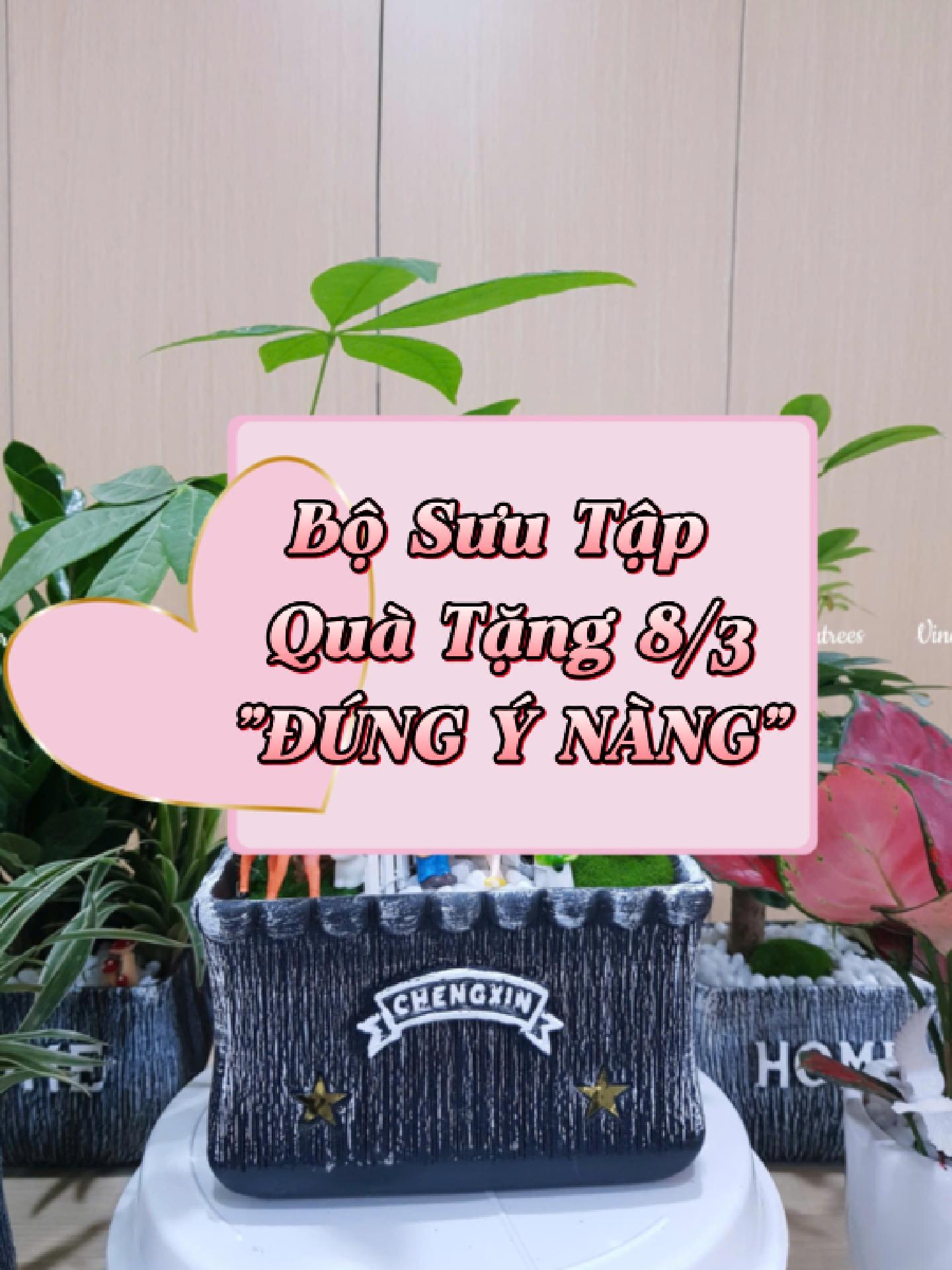 TOP Cây Cảnh Tặng Quà 8/3 Cho Nàng – Món Quà Yêu Thương Đầy Ý Nghĩa