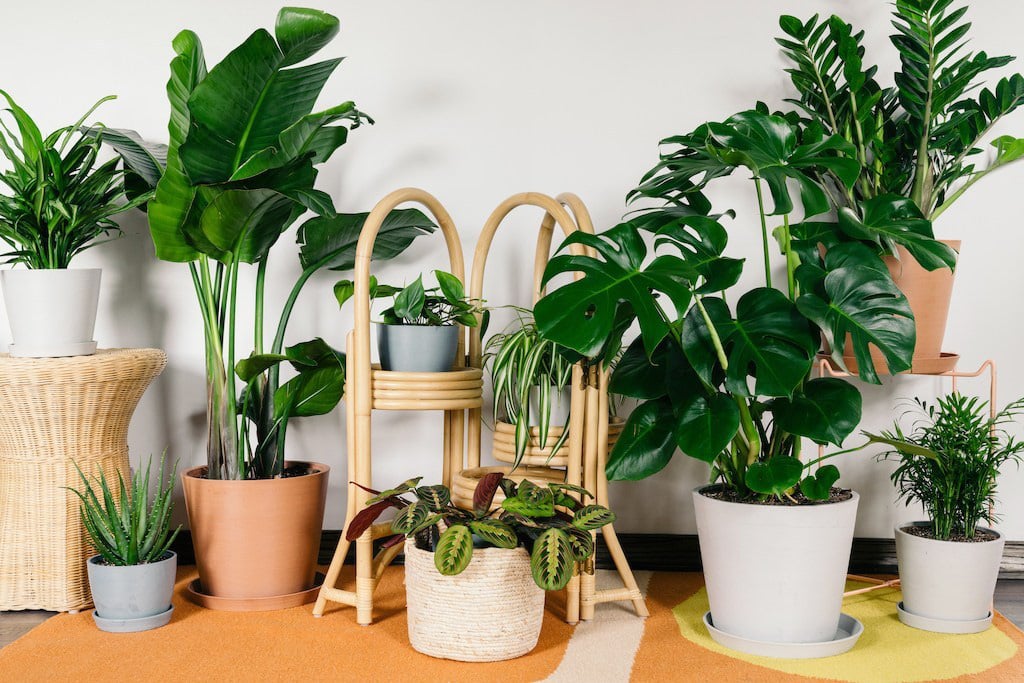 Top 12 Loại Cây Cảnh Vừa Đẹp Vừa Dễ Sống Trong Môi Trường Thiếu Sáng