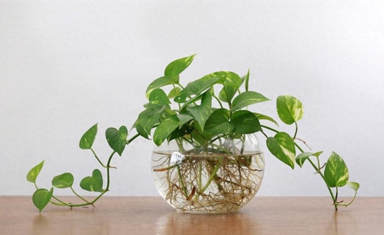 Thủy Sinh Hay Trồng Đất - Lựa Chọn Nào Tốt Hơn Cho Cây Trầu Bà Của Bạn?