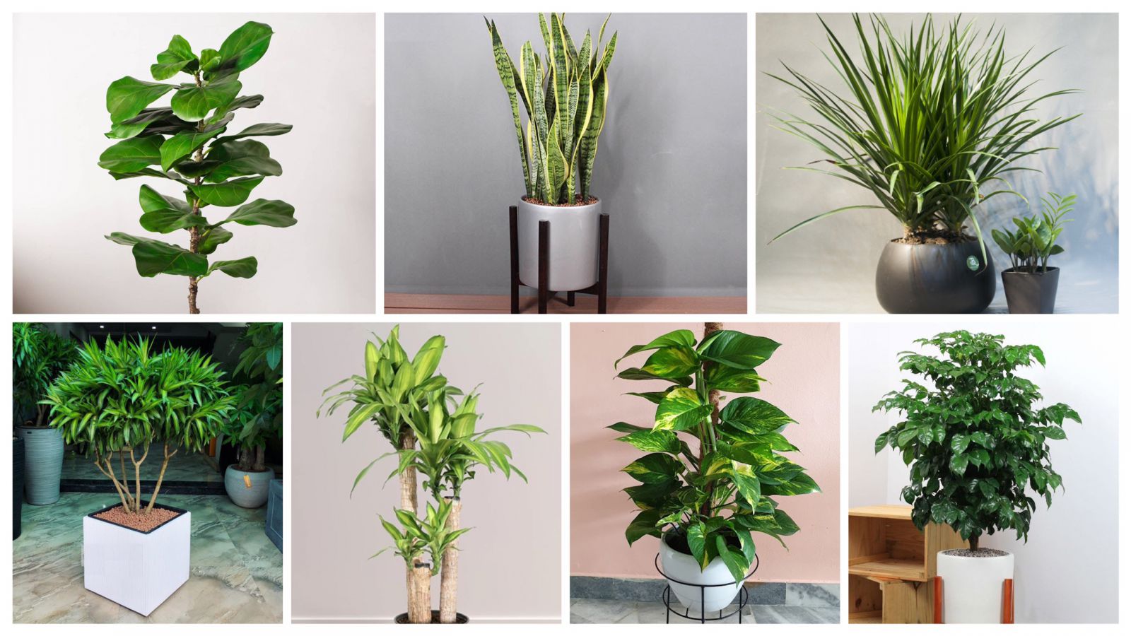 Tiết lộ 4 loại cây "vàng bạc" được giới nhà giàu ưa chuộng nhất năm nay