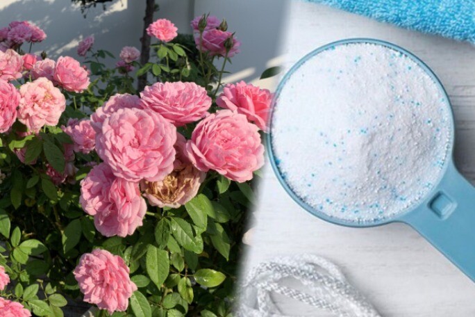 Bột giặt chính là "bảo bối" để trồng hoa, thật tiếc vì giờ tôi mới biết mẹo này