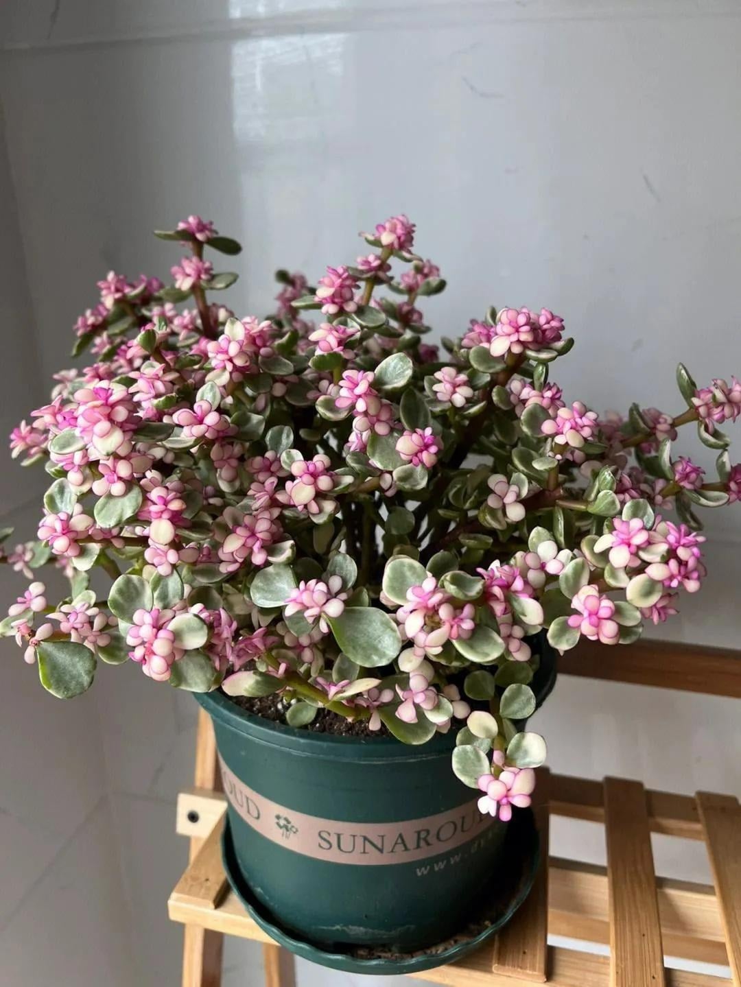 Top 6 Cây Cảnh "Bất Tử" Càng Trồng Càng Giá Trị: Bí Quyết Thu Hút Tài Lộc Vĩnh Cửu