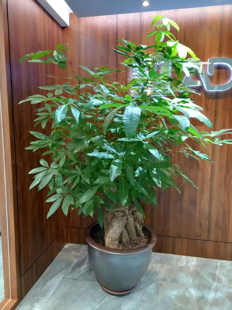 Bí Quyết Chăm Sóc Cây Kim Ngân Gốc Đại Tại Nhà: Đánh Thức Vượng Khí Cho Gia Chủ