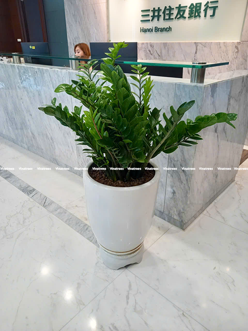 Cách Chăm Sóc Cây Kim Tiền Văn Phòng Xanh Tốt Cùng Cây Xanh Hà Nội Vinatrees
