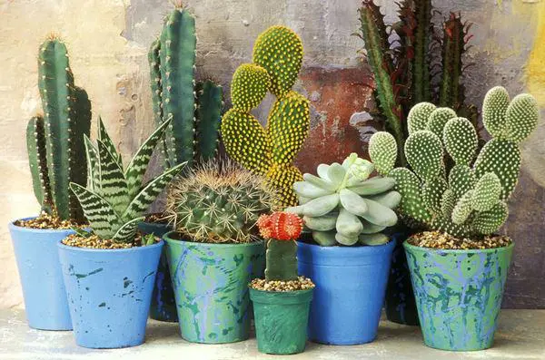 5 Loại Cây Cảnh Mang Lại May Mắn và Tài Lộc Cho Ngôi Nhà Của Bạn