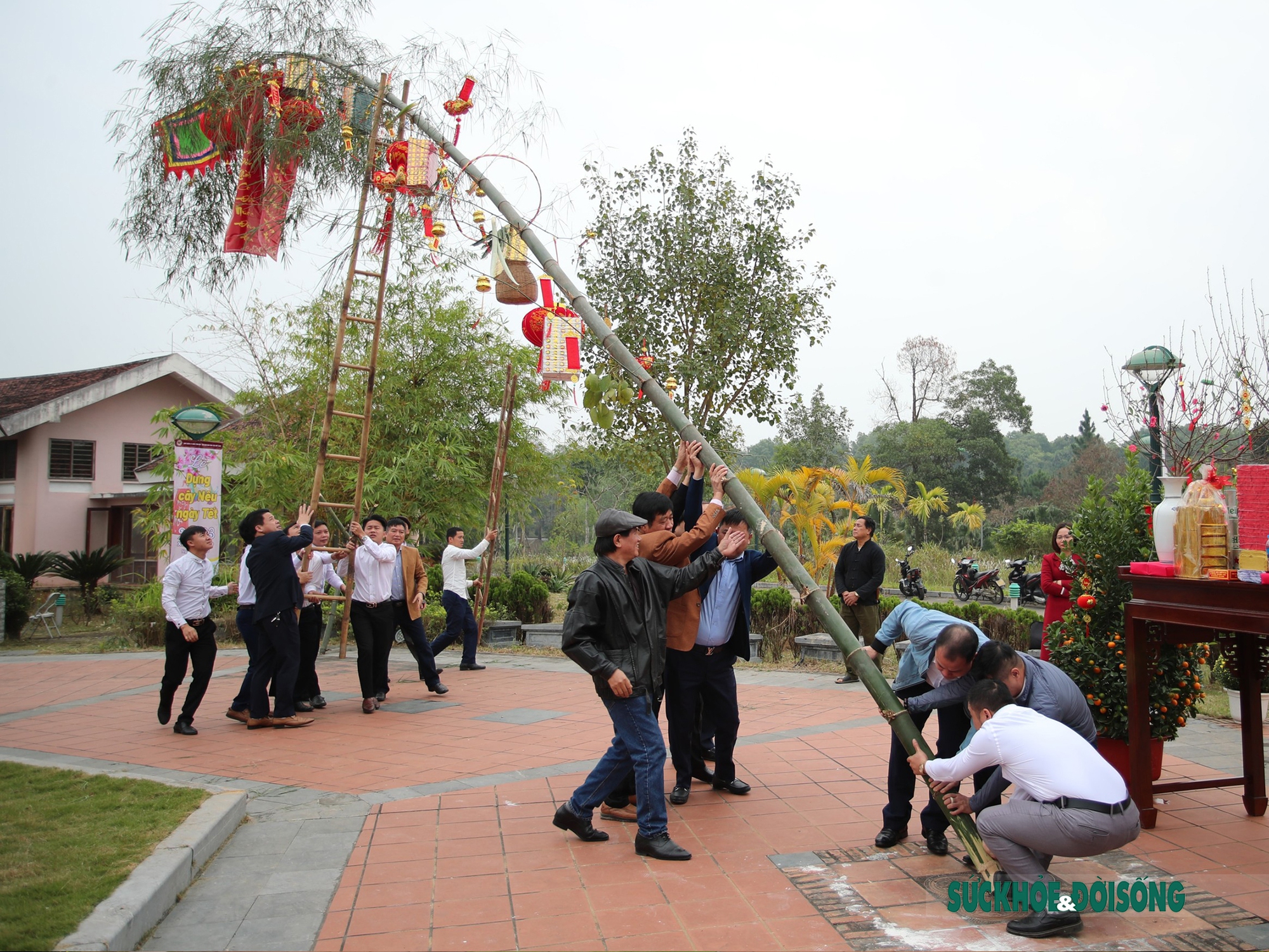 Những Loại Cây Cảnh Đẹp Mang Lại May Mắn Cho Gia Đình Trong Dịp Tết Nguyên Đán