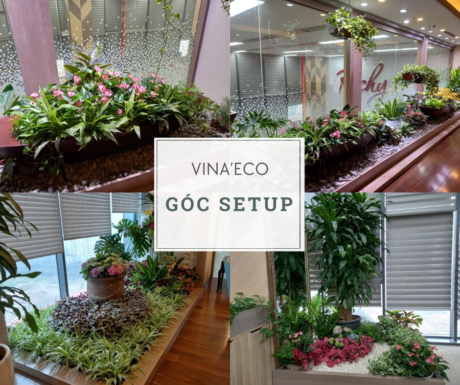 Trồng 3 Cây Cảnh Trước Cửa Sổ, Ban Công: Bí Quyết Thu Hút Giàu Có và Phước Lành