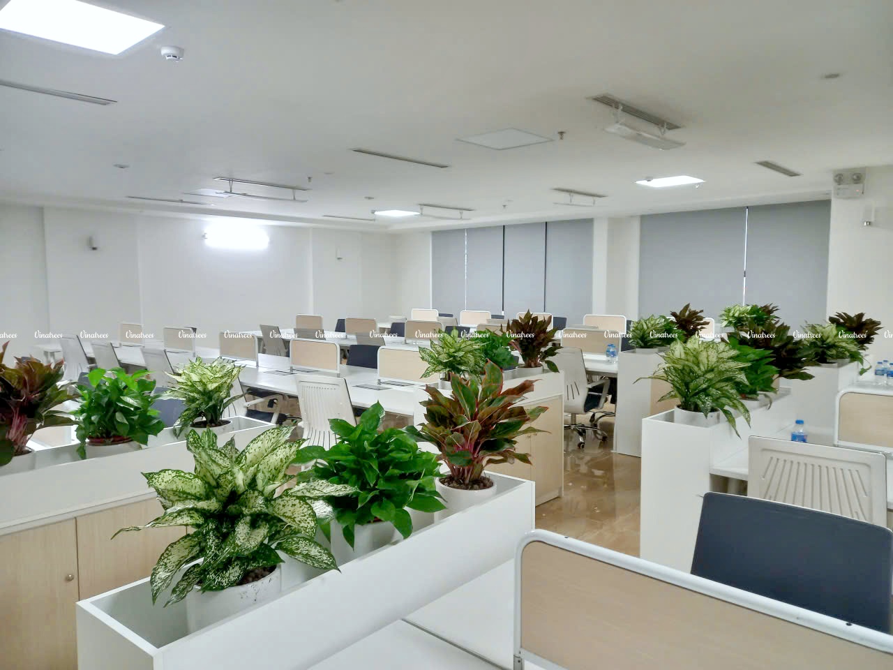 Cách chọn cây cảnh văn phòng theo nhu cầu sử dụng: Bí quyết cho không gian xanh tươi