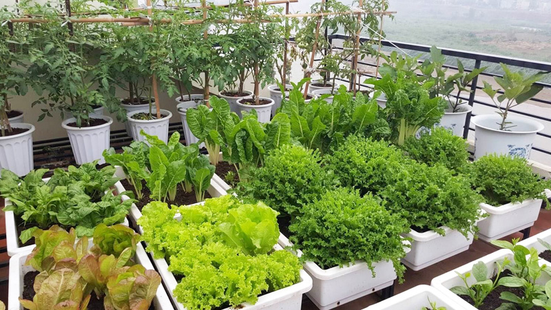 ỐC ĐẢO XANH TRÊN CAO: BIẾN SÂN THƯỢNG THÀNH SIÊU THỊ RAU SẠCH