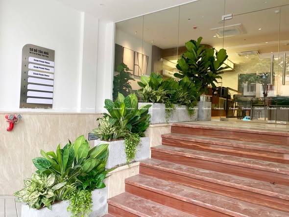 Cây Phong Thủy Trước Nhà: Bí Quyết "Hút Vận May, Đổi Vận Xui" Được Giới Thượng Lưu Ưa Chuộng
