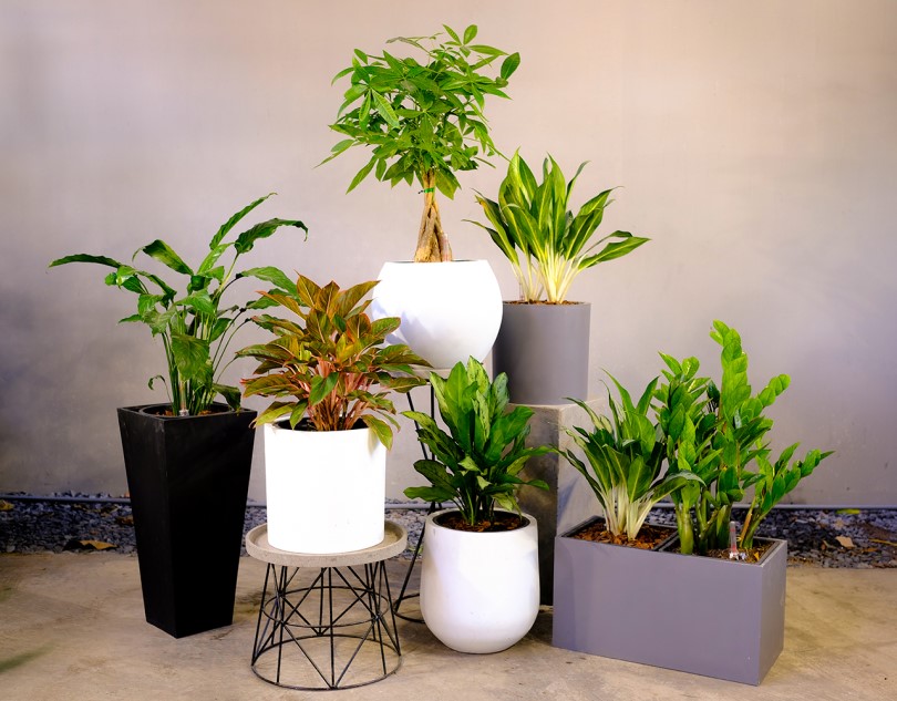 5 loại cây cảnh giúp năm Tỵ sung túc, giàu có
