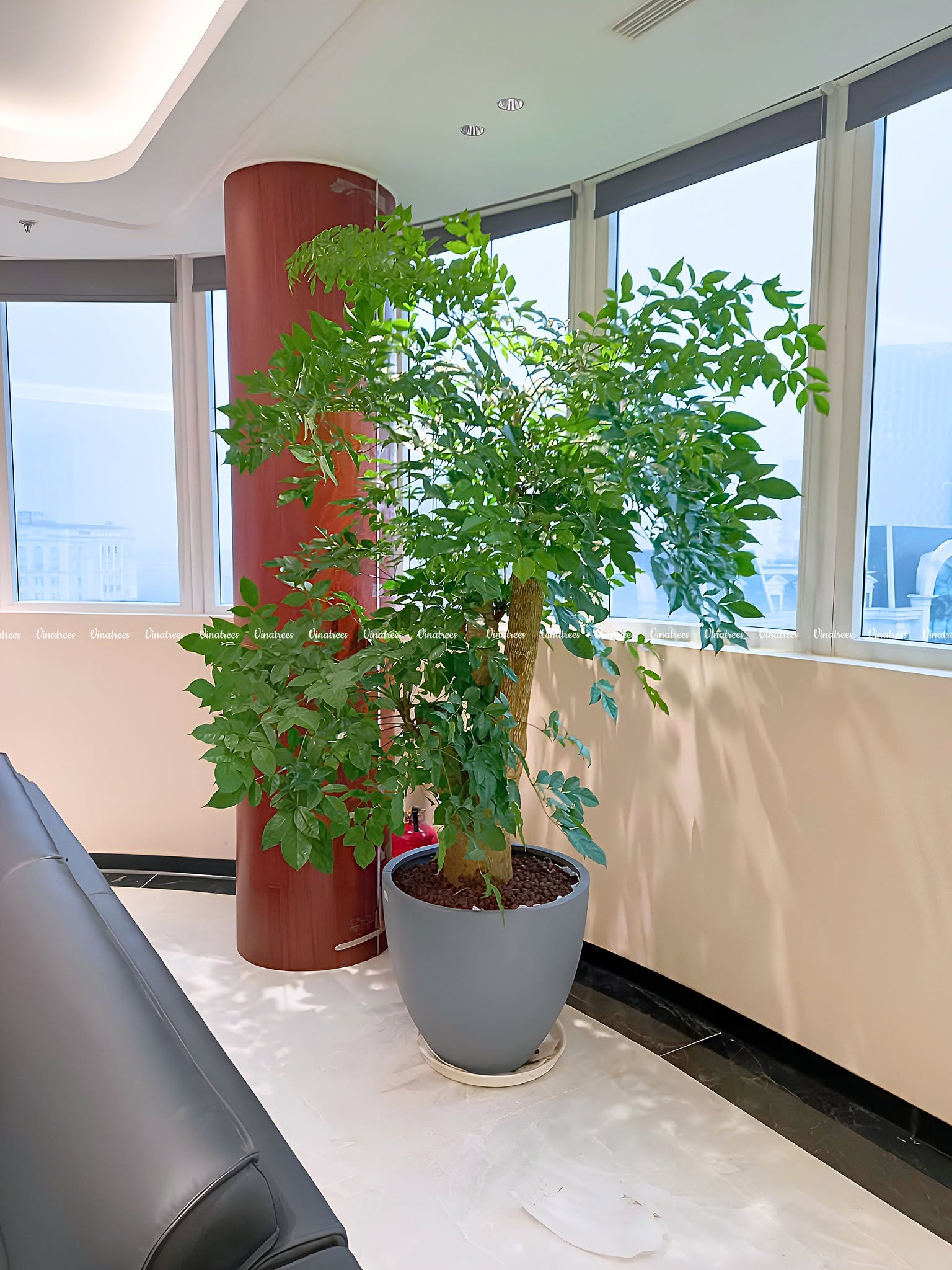 Cách Chữa Cây Hạnh Phúc Bị Rụng Lá