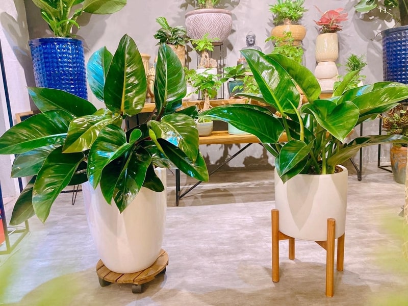 Tuyệt Chiêu Chăm Sóc Cây Trầu Bà Mùa Đông: Tránh 3 "Nỗi Sợ" Để Cây Xanh Mướt, Dài Hàng Mét