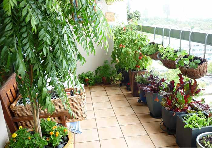 Các loài hoa "bất tử" dễ trồng ở ban công và cách chăm sóc đơn giản