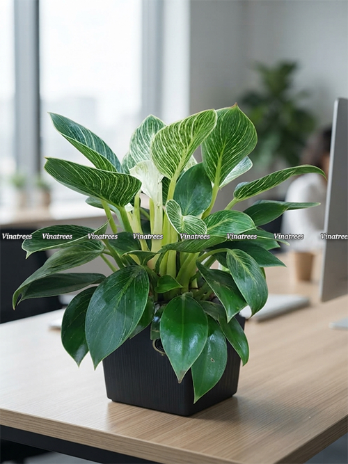 Bí Mật Cây Trầu Bà Kim Cương Để Bàn: Sức Hút Phong Thủy Chậu Cây Để Bàn