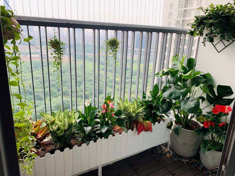 10 Loại Cây Cảnh "Chiêu Tài Tiến Bảo" Nên Trồng Ở Ban Công Để Rước Tài Lộc