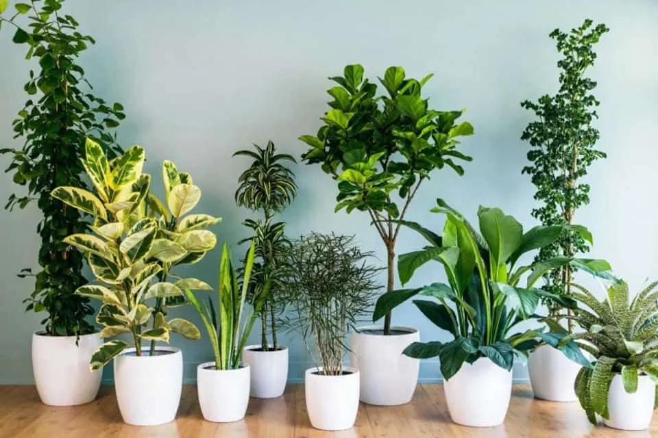 5 loại hoa, cây cảnh tuyệt đối không nên để trong nhà nếu bạn đang trồng, hãy cân nhắc di chuyển ngay.