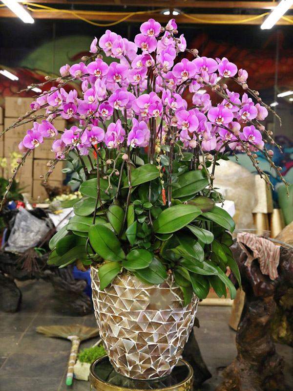 Những loài hoa hóa giải điều xấu, thu hút tài lộc và giữ gìn sự bình an, hạnh phúc.
