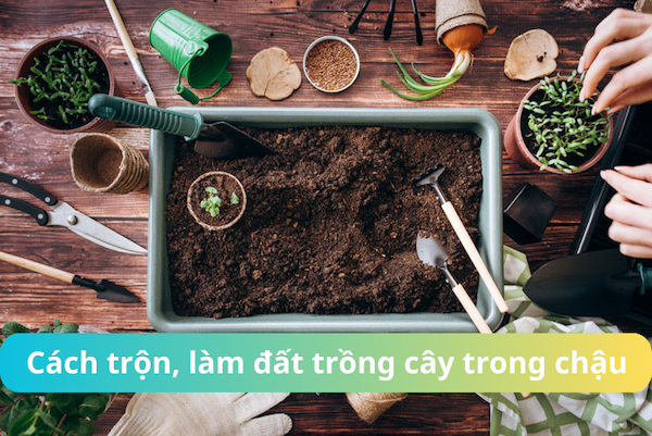 CÁCH LÀM ĐẤT TRỒNG CÂY TRONG CHẬU ĐƠN GIẢN VÀ HIỆU QUẢ