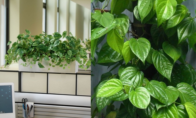 Cây Trầu Không Trồng Ở Đâu Tốt Nhất? Vị Trí Đắc Địa Thu Hút Tài Lộc Và Bình An