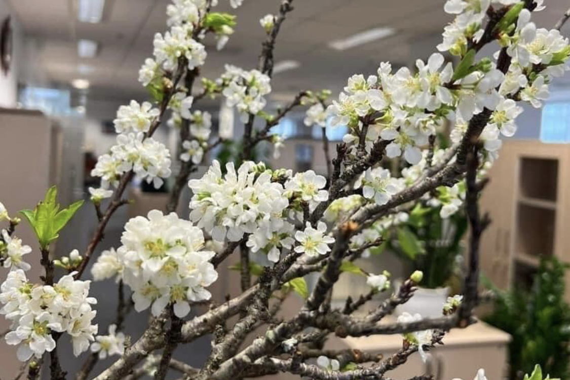 Cành Khô Nở Hoa: Xu Hướng Chơi Hoa Độc Đáo Mang May Mắn, Tài Lộc Vào Nhà