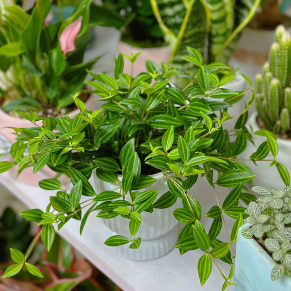 Cây Cảnh Bình An: "Làn Gió Mới" Mang Lại Sự Thư Thái Và Tĩnh Tại Cho Không Gian Sống