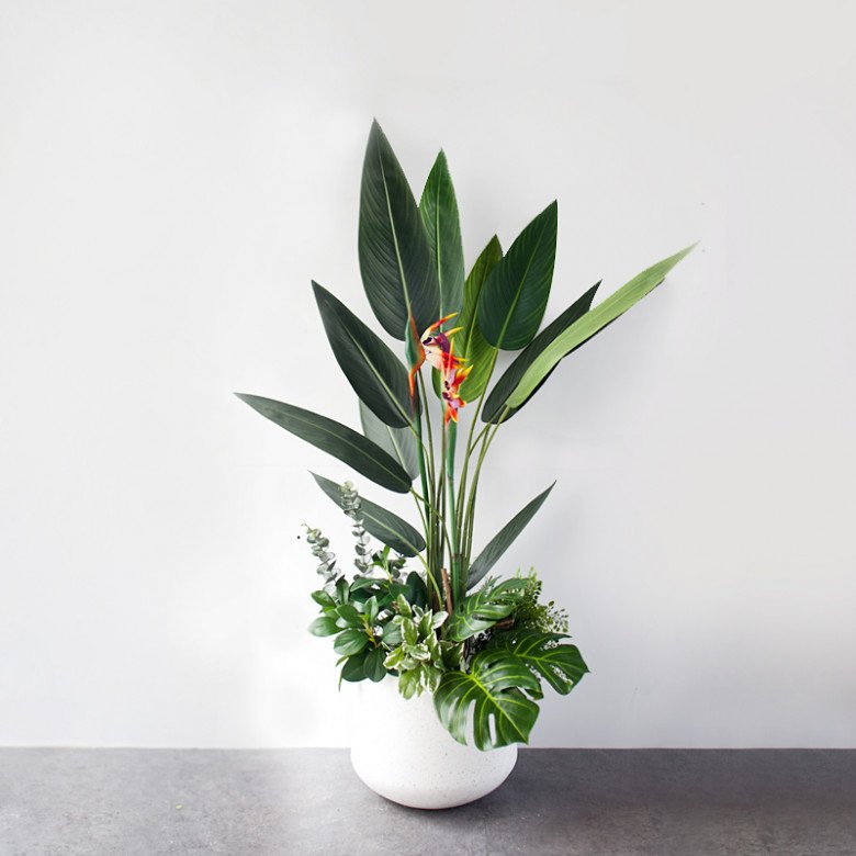 4 Cây Cảnh Cát Tường Thu Hút Tài Lộc: Bí Quyết Kiến Tạo Không Gian Thịnh Vượng Của Giới Thượng Lưu