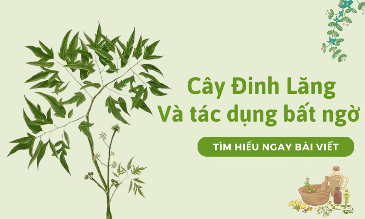 Cây Đinh Lăng: "Nhân Sâm Của Người Nghèo" - Bí Quyết Chữa Bệnh, Hút Tài Lộc, Trấn Giữ Của Cải