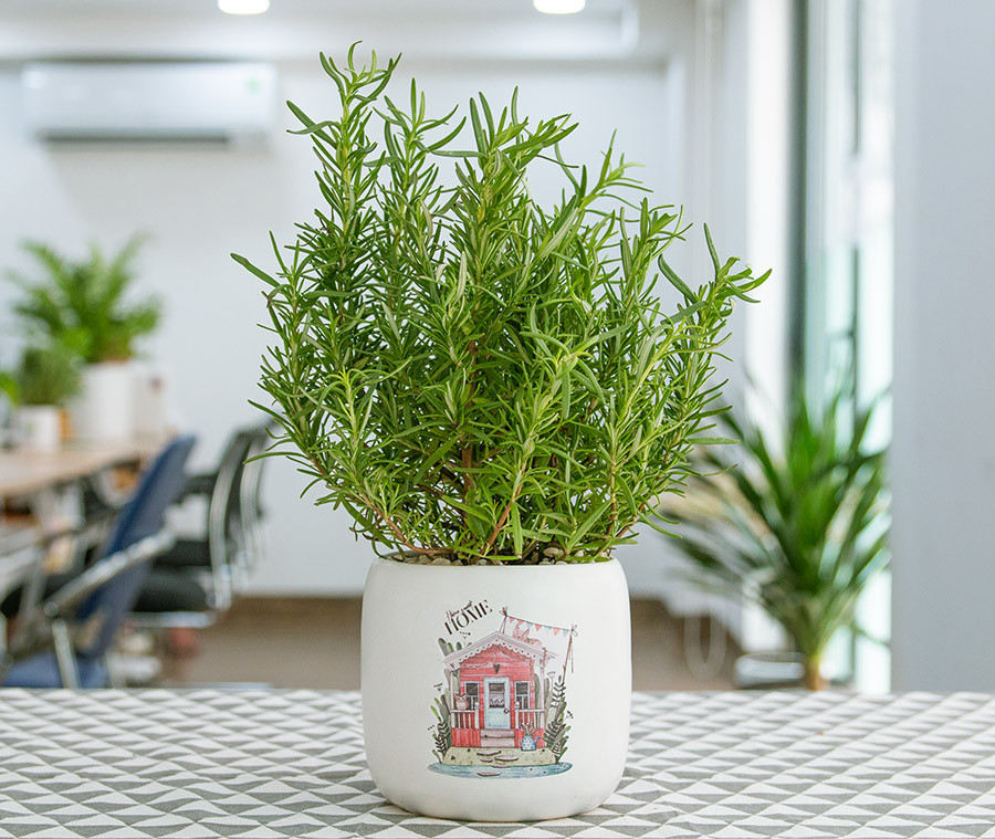 Cây Hương Thảo: "Nam Châm" Hút Lộc, Giữ Khí Lành Và Bí Quyết Trồng Cây Cảnh Đa Năng Trước Nhà