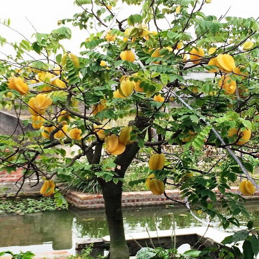 Cây Khế Trong Phong Thủy: Biểu Tượng Của Tài Lộc Và Bình An Cho Gia Đạo