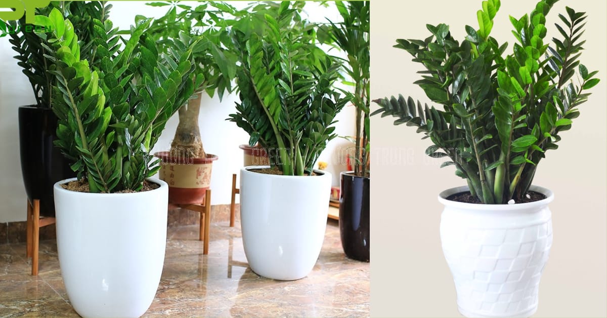 Cây Nội Thất Đặt Sàn Nên Có Trong Mùa Xuân: Mang Vượng Khí, Tài Lộc Vào Nhà