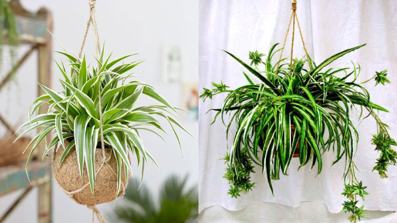 Khám Phá Cây Cảnh "Lá Kiếm Xanh, Hoa Bạch Ngọc": Bí Quyết Hút Tài Lộc, Thanh Lọc Không Khí Tuyệt Vời