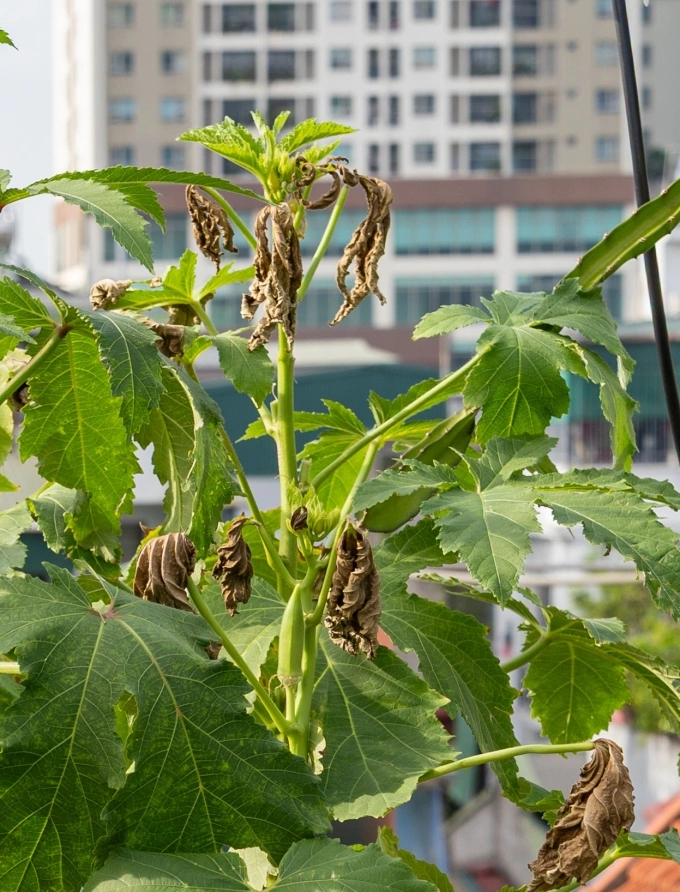 Chăm Sóc Cây Cảnh Mùa Mưa: 7 Sai Lầm “Chết Cây” Cần Tránh Ngay!